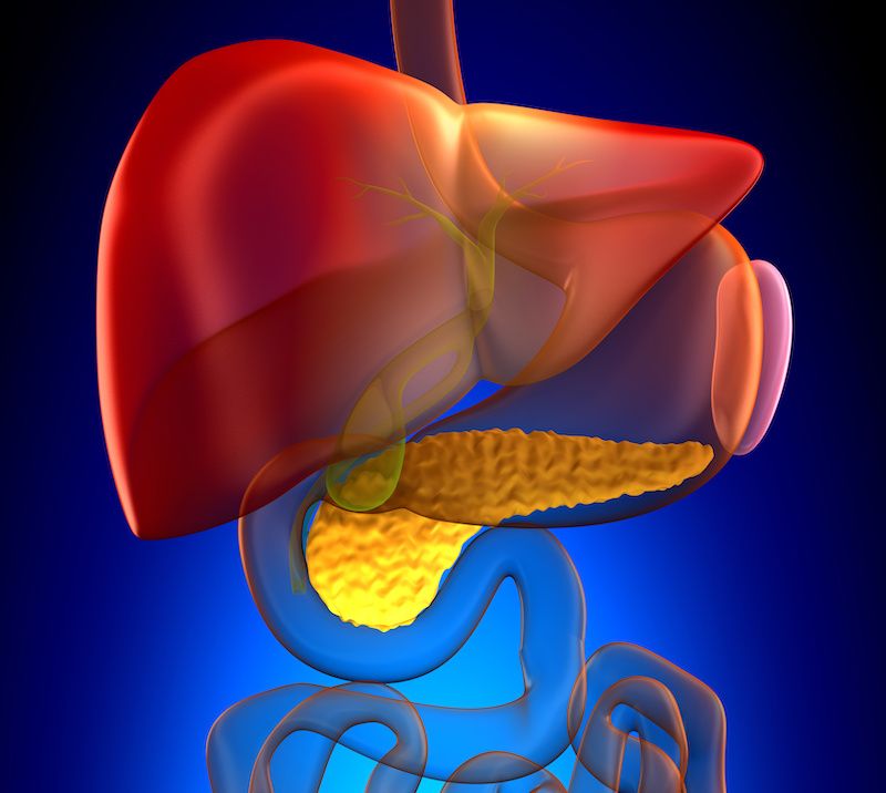 image of liver