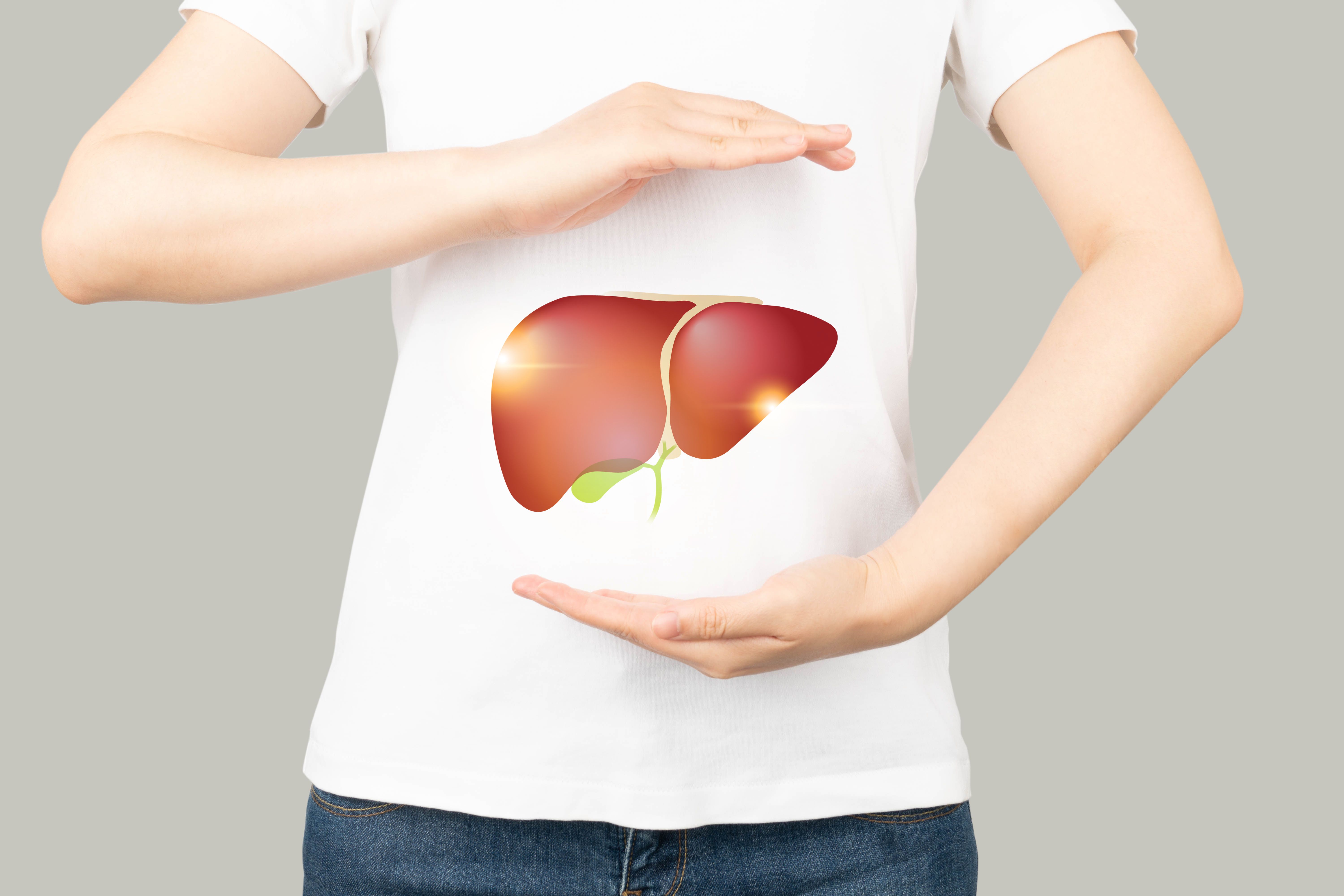 Illustration of the liver. 