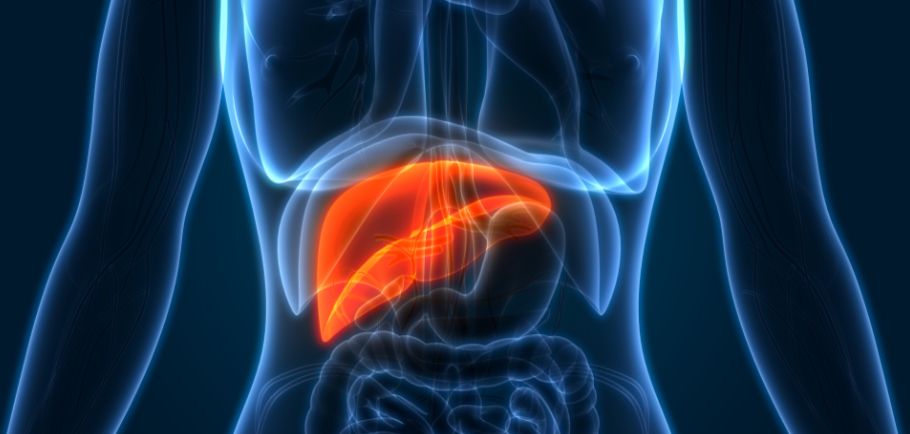 Illusration of liver.