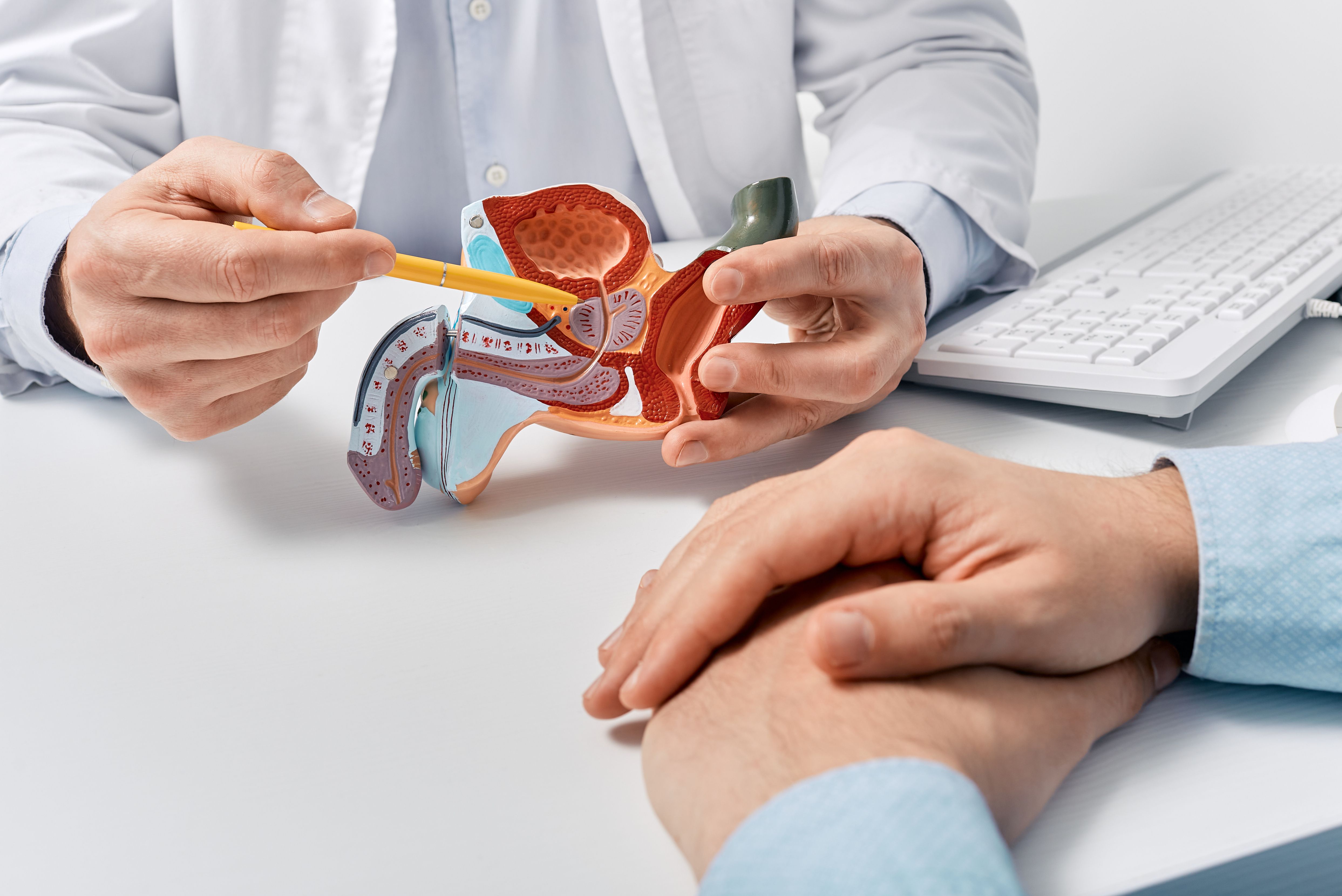 Prostate disease and treatment. Male reproductive system anatomical model in doctors hands close-up during consultation of male patient with suspected bacterial prostatitis - Image credit: Peakstock | stock.adobe.com