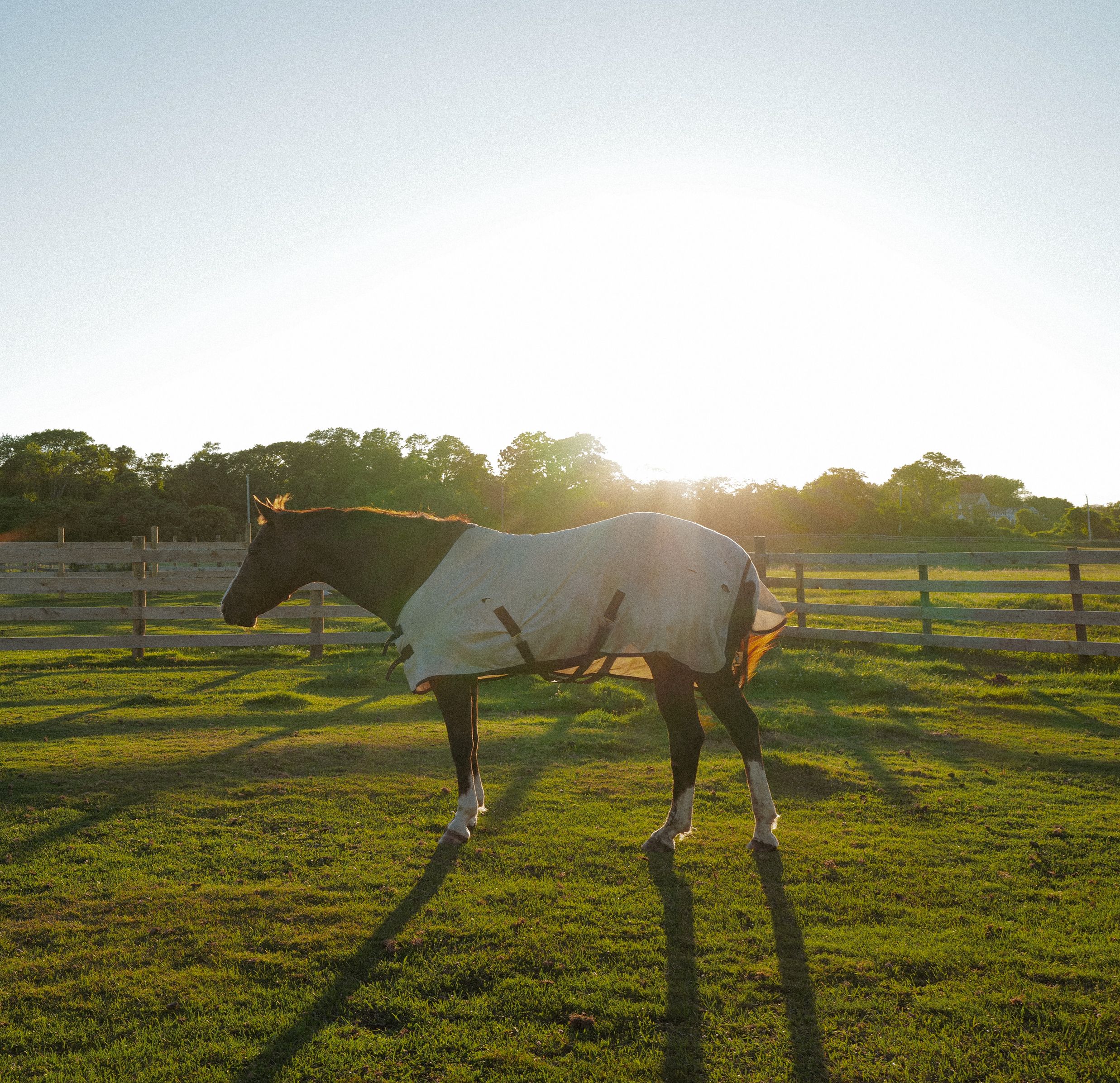 Horse in field