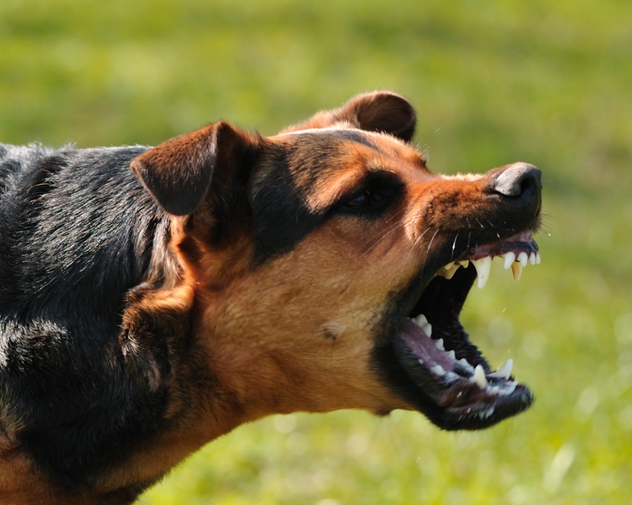 Image New Jersey Dog Bite Disfigurement and Scarring Lawyer