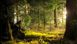 forest floor with sun shining through