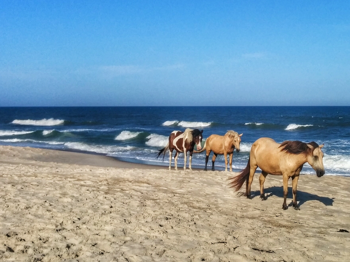 Wild Ponies on Beach in Chincoteague, VA