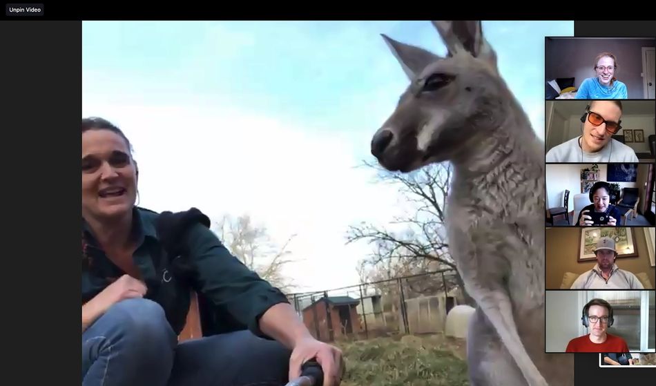 A kangaroo on a zoom!