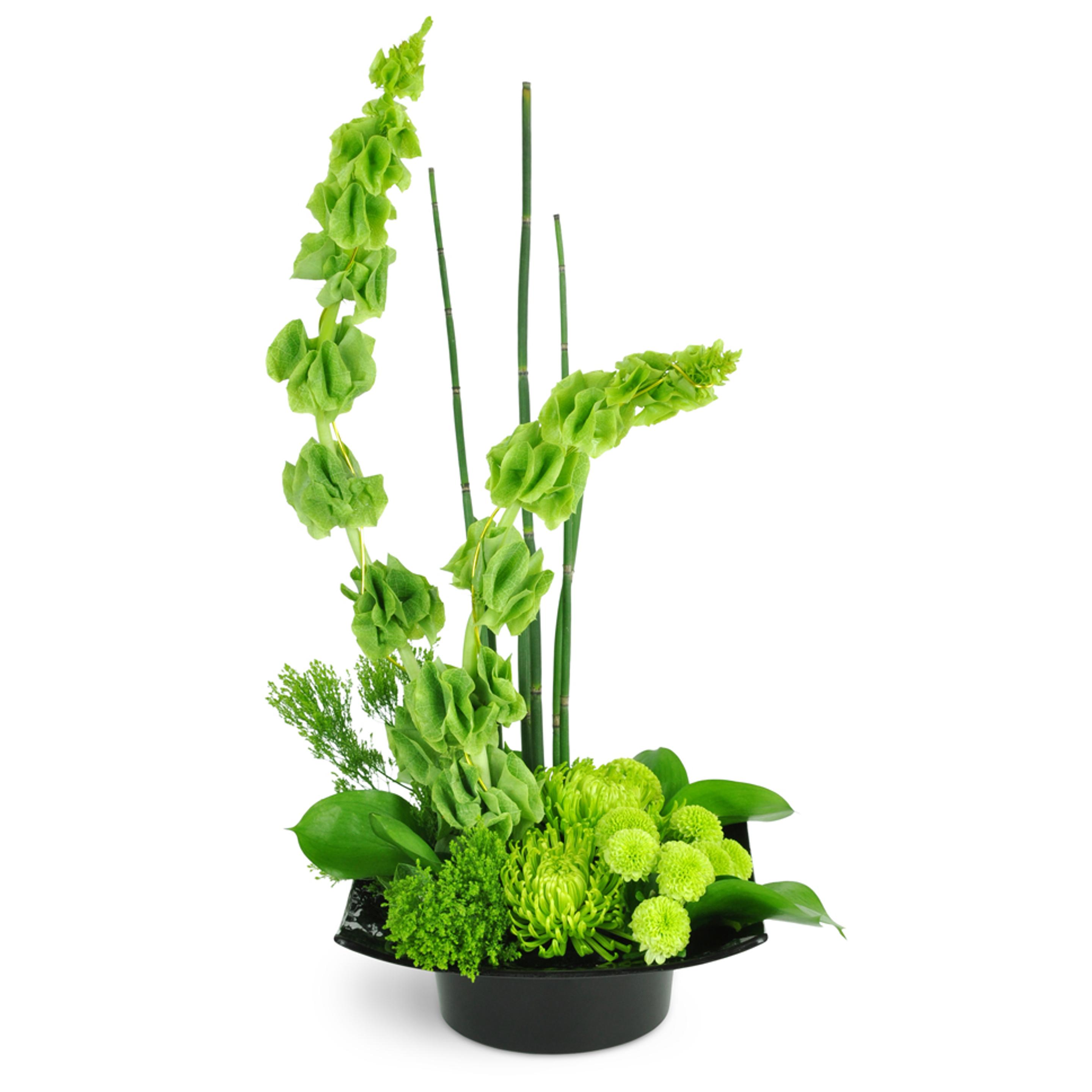 Modern green floral arrangement with a variety of textures, including bell-shaped blooms and spherical chrysanthemums, presented in a sleek black bow
