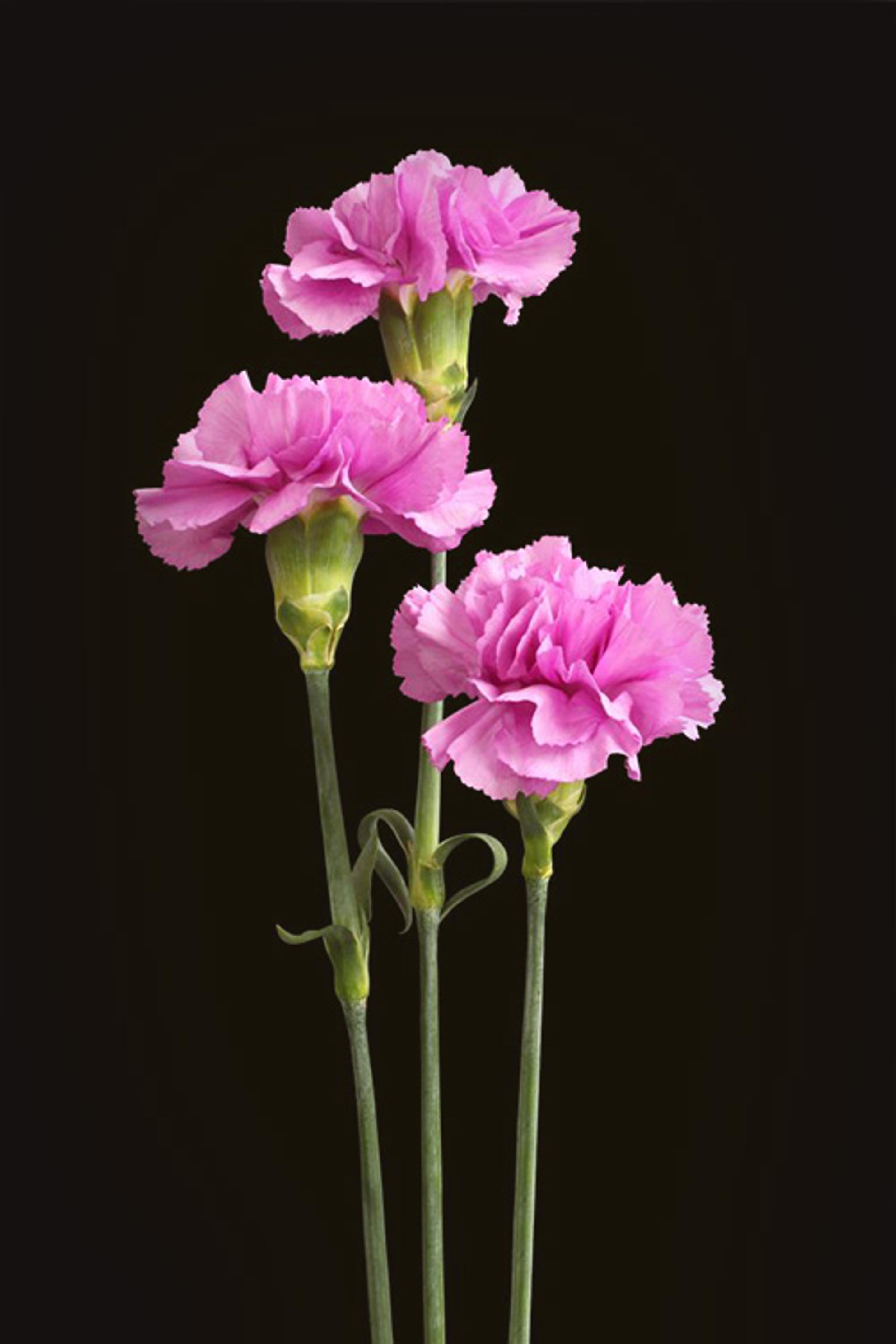 three pink carnations are against a black background