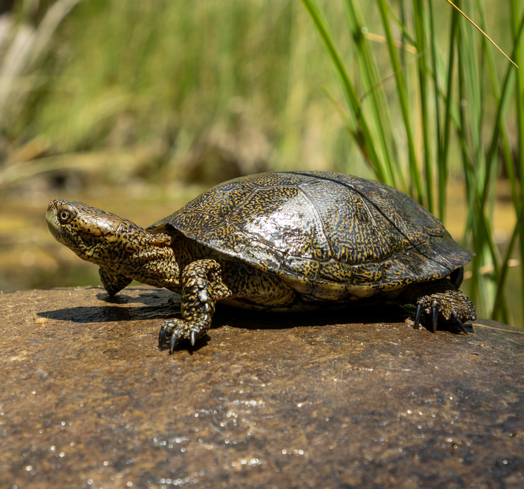 Southwestern Pond Turtle